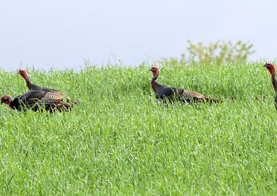 Wild turkeys in a nearby field
