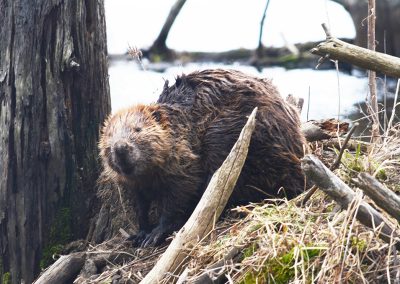 Beaver at dam
